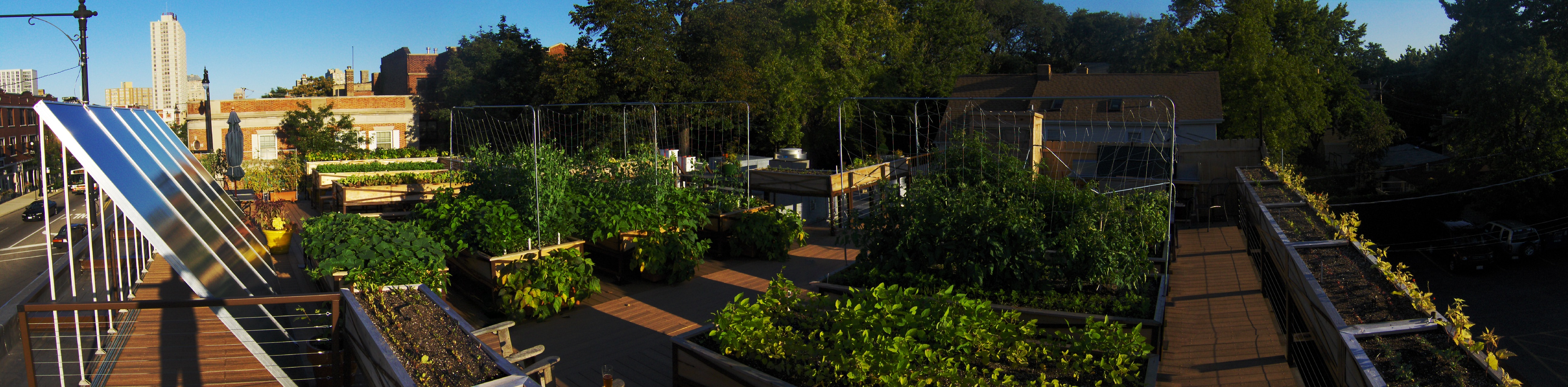 Restaurant Opens 2 500 Square Foot Organic Rooftop Farm First To